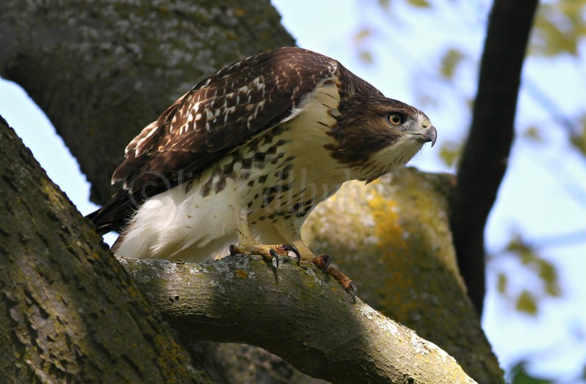 Red-tailed Hawk at Frame Park in Waukesha Wisconsin on 8-2-15