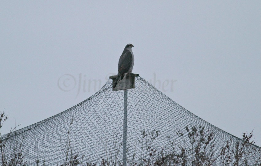 Northern Goshawk at a pheasant farm in Fond du Lac County 1-22-15