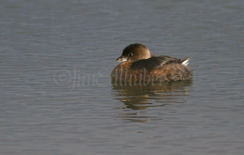 Pied -billed Grebe