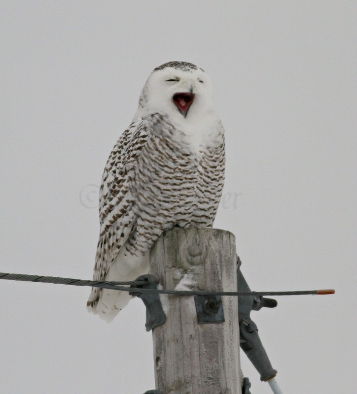 Snowy Owl near the Horicon Marsh on 1-16-15