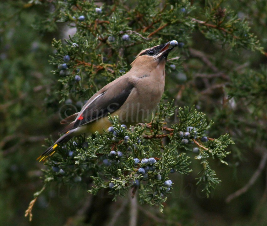 Cedar Waxwing eating cedar berries, yard bird in Waukesha County Wisconsin on 10-9-15