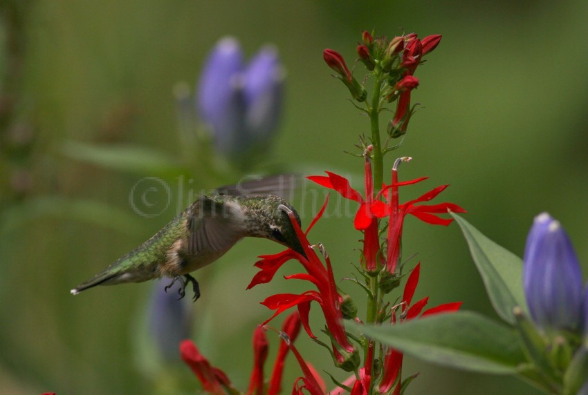 Ruby-throated Hummingbird on the Cardinal Flower, yard bird in Waukesha County Wisconsin 8-9-15