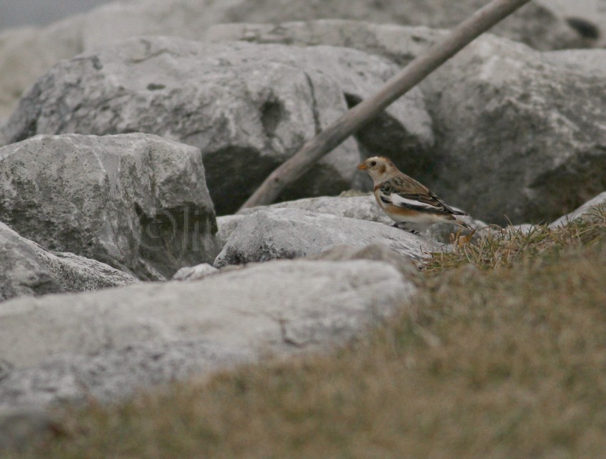 Quick shot of a distant Snow Bunting at the park
