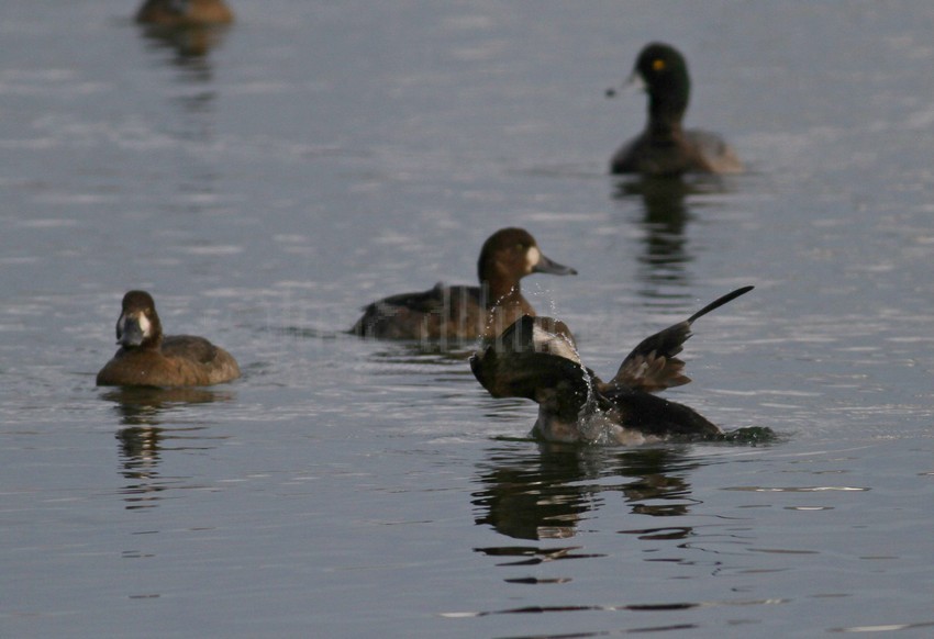 Duck does 180! Long-tailed Duck is startled and takes off like a bullet!