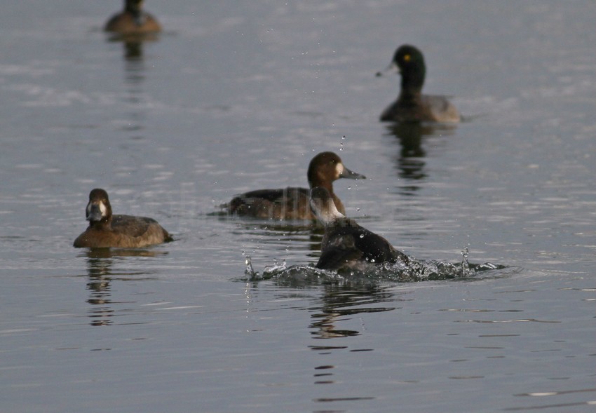 The Long-tailed Duck in on the move!