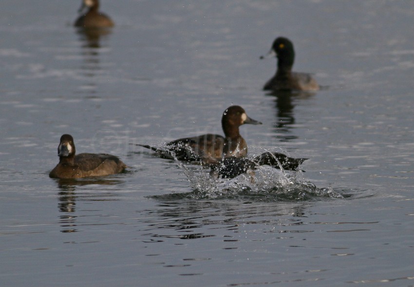 The Long-tailed Duck is on the move, still getting turned around