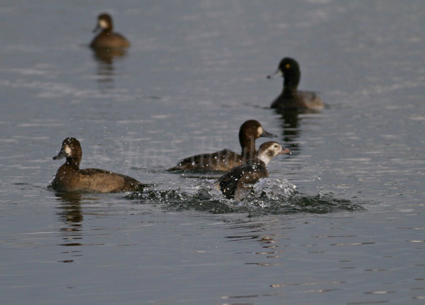 And away the duck goes!