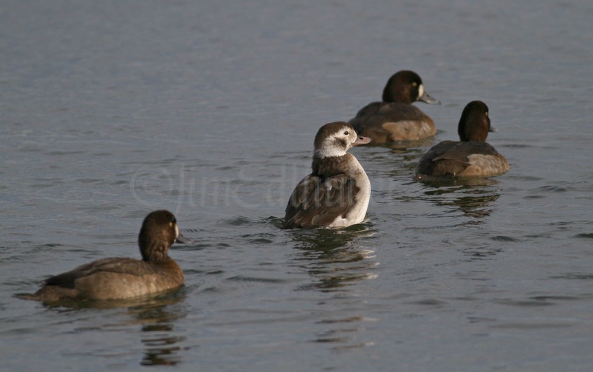 Long-tailed Duck, female was thinking about stretching but did not
