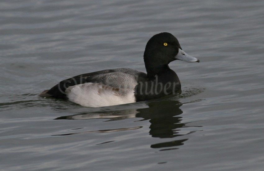 Greater Scaup, male adult