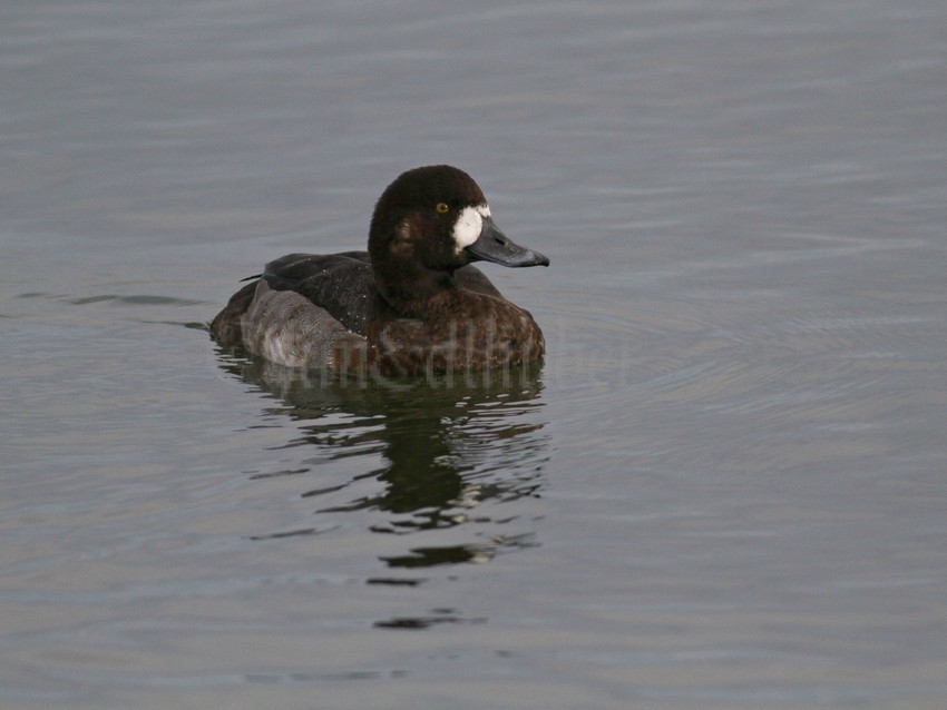 Scaup