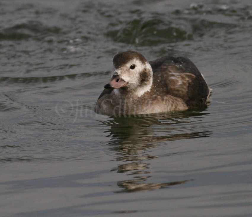 Long-tailed Duck, female