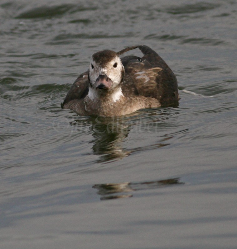 Long-tailed Duck, female