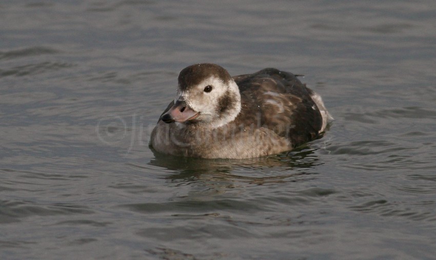 Long-tailed Duck, female