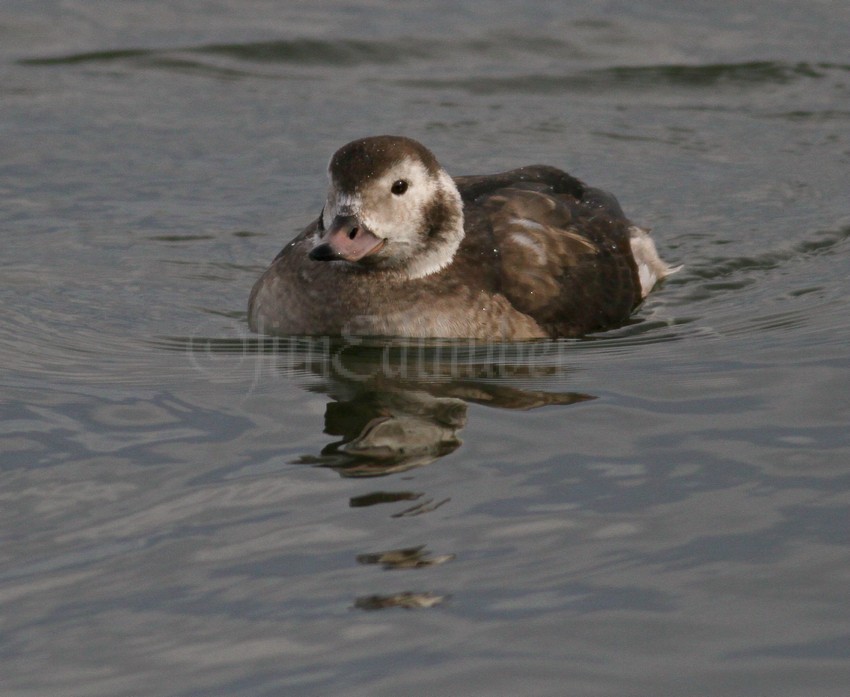 Long-tailed Duck, female