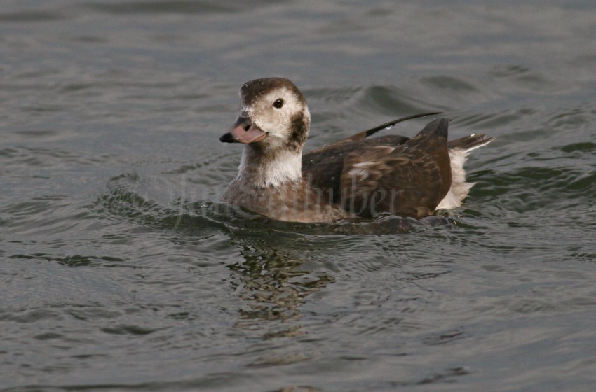 Long-tailed Duck, female, thinking about making the dive!