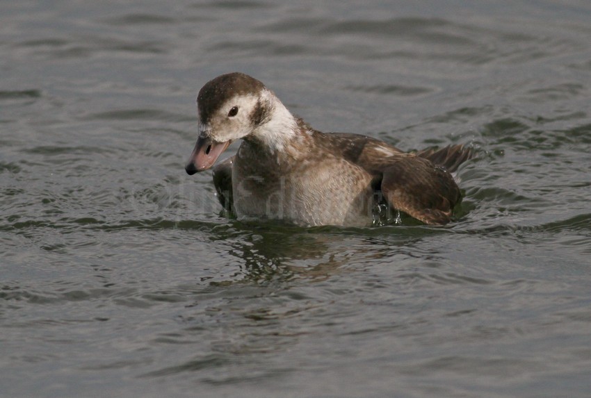 Long-tailed Duck, female, making the dive