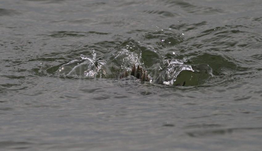 Long-tailed Duck, female, done!