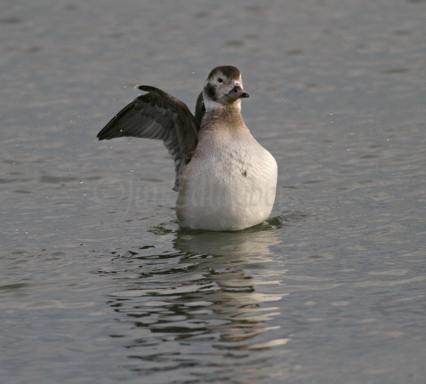 Long-tailed Duck, female, stretching