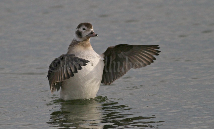 Long-tailed Duck, female, stretching