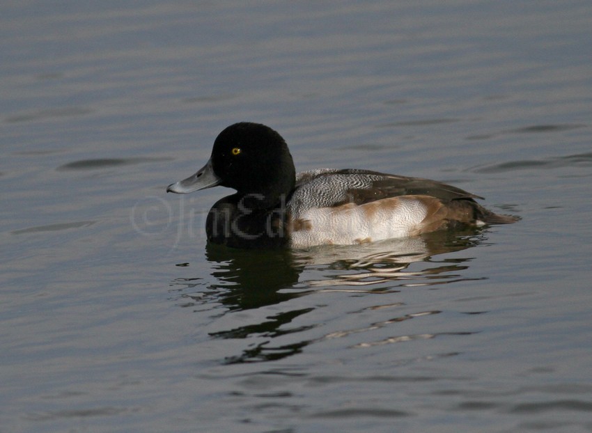 Greater Scaup, male adult