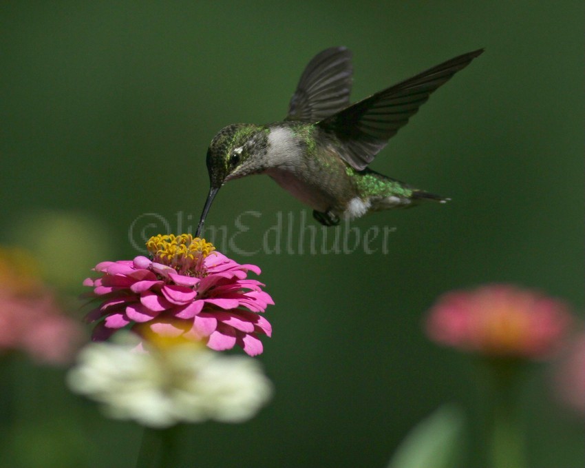 Ruby-throated Hummingbird on a zinnia, a yard bird in Waukesha County Wisconsin on 9-11-15