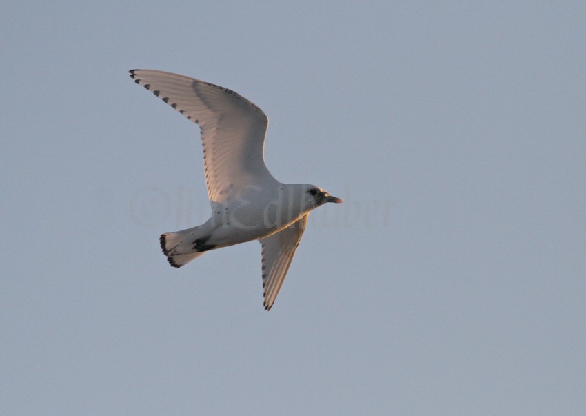 Ivory Gull 