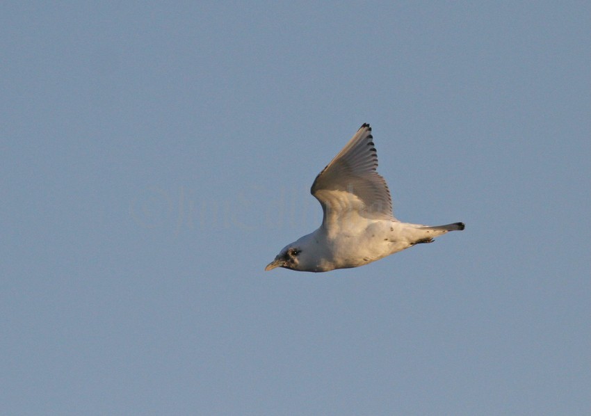 Ivory Gull