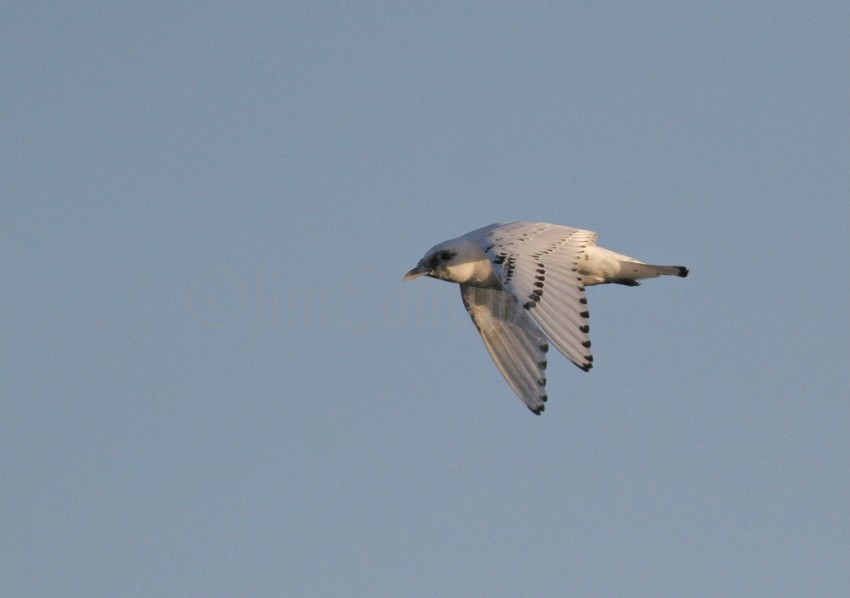 Ivory Gull