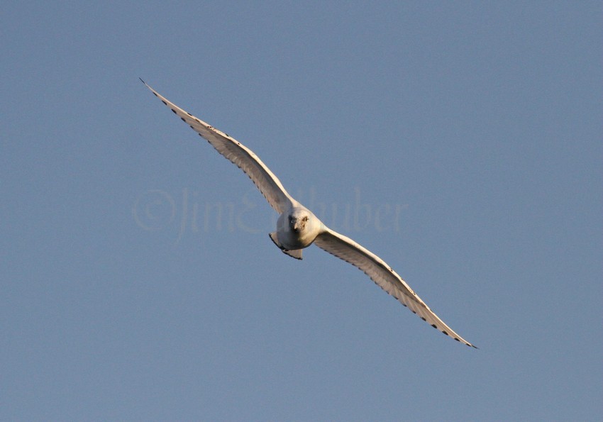 Ivory Gull