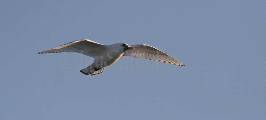 Ivory Gull