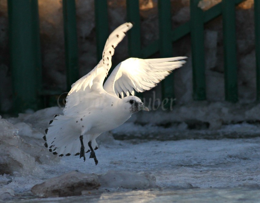 Ivory Gull