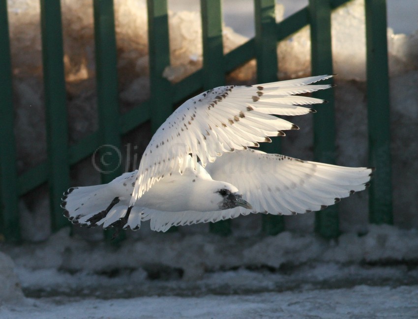 Ivory Gull