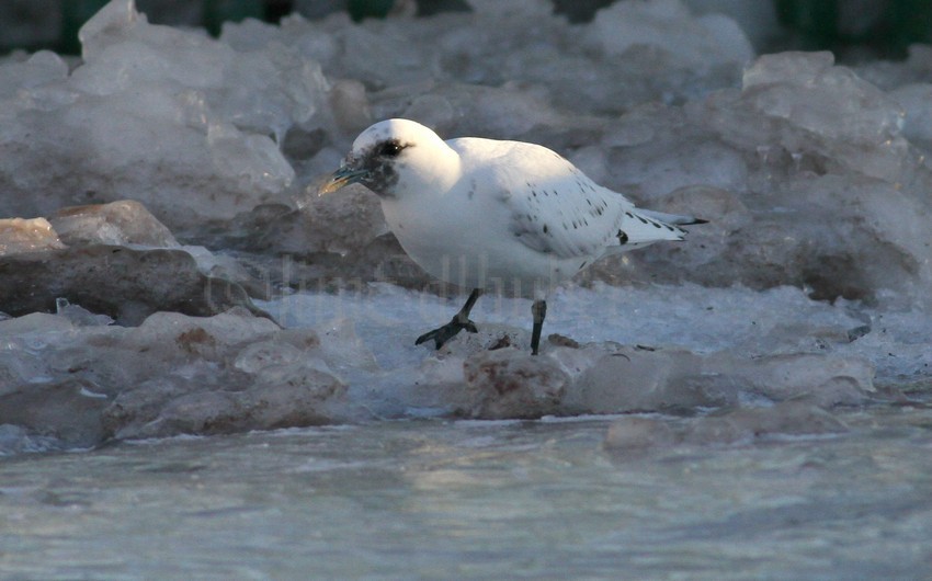 Ivory Gull