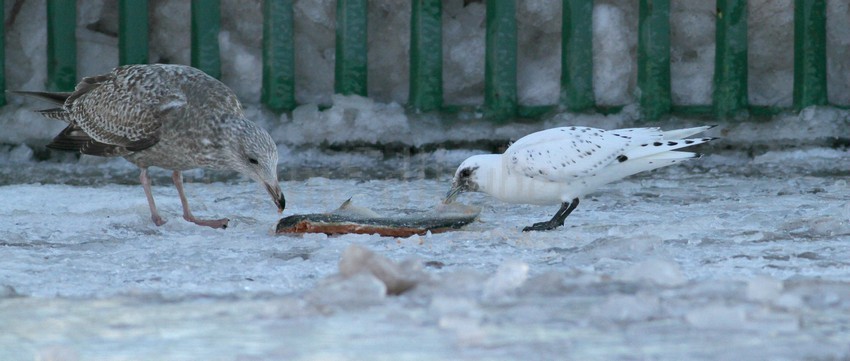 Ivory Gull with Herring Gull