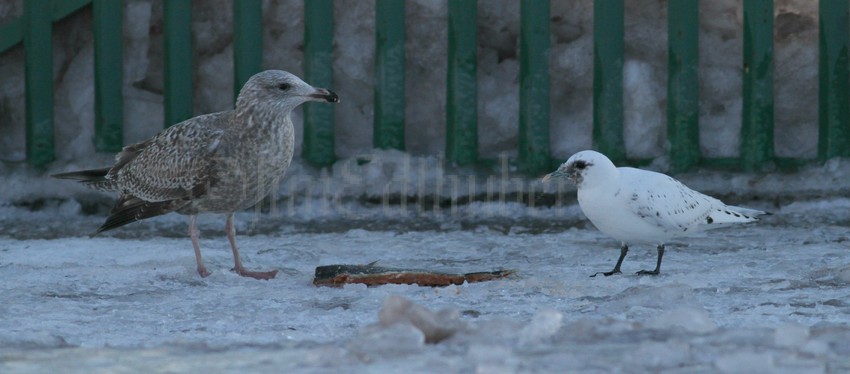 Ivory Gull with Herring Gull