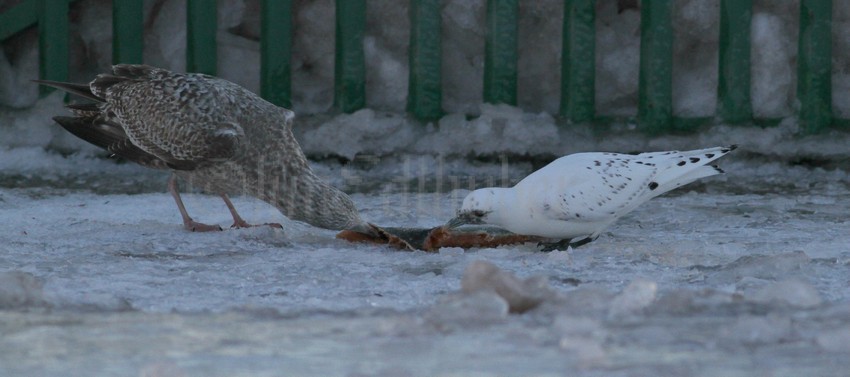 Ivory Gull with Herring Gull