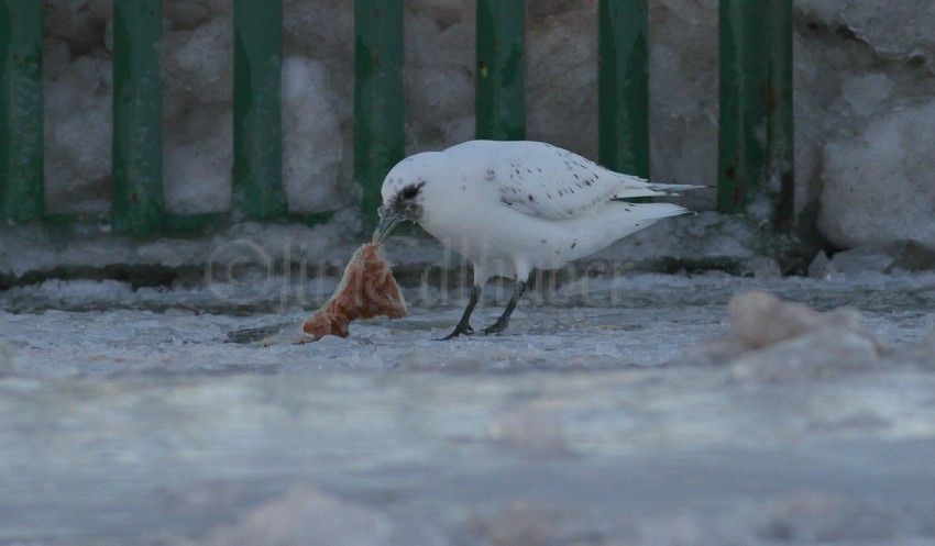 Ivory Gull