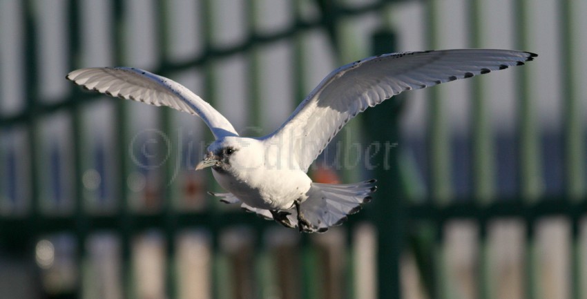 Ivory Gull