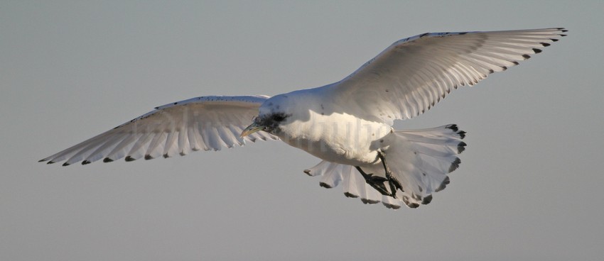 Ivory Gull