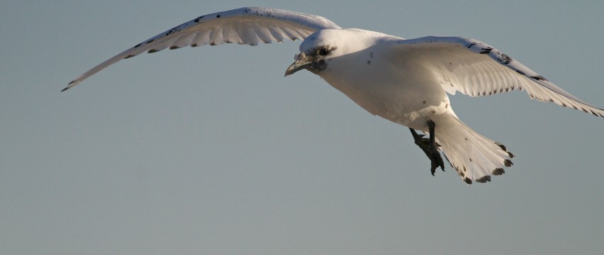 Ivory Gull