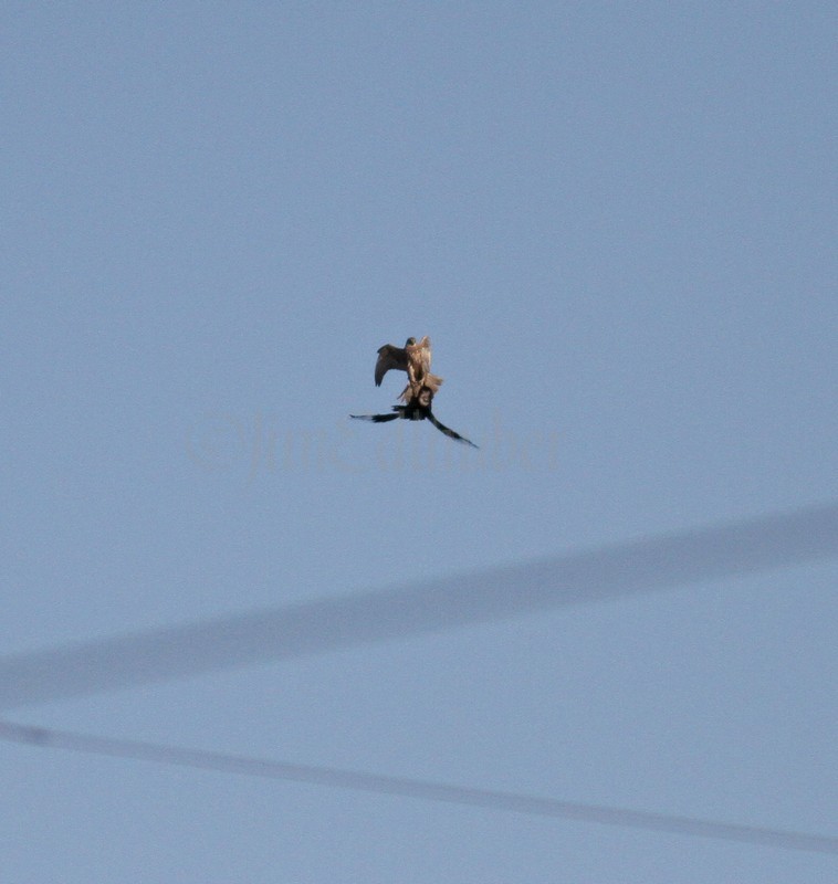 Gyrfalcon in pursuit of the Common Raven?