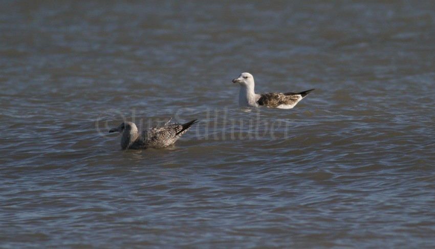 Hanging out with a Ring-billed left