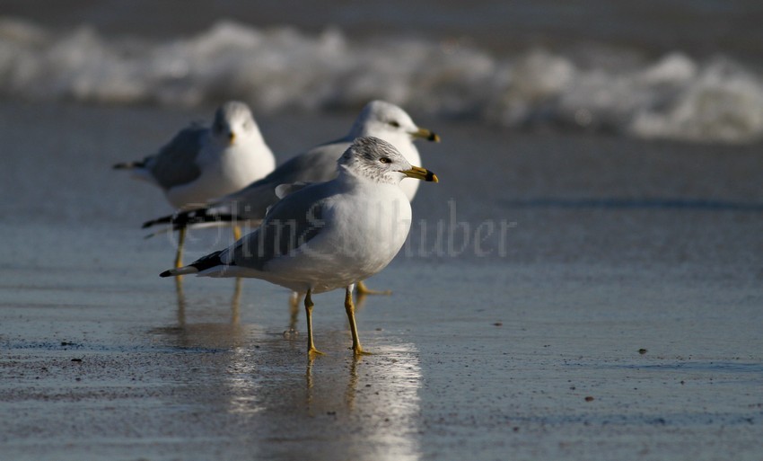 Ring-billed Gulls