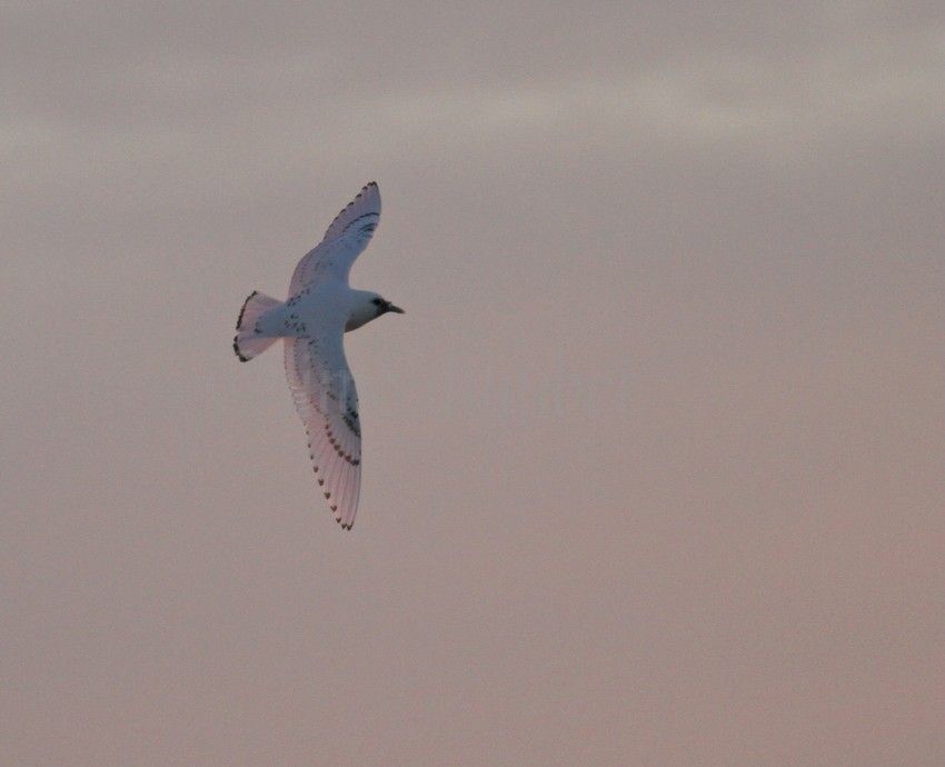 Ivory Gull