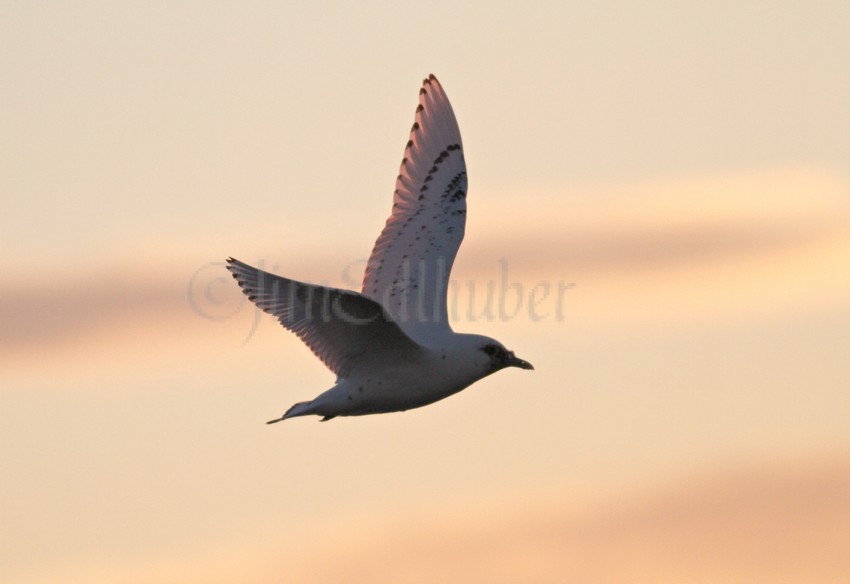 Ivory Gull