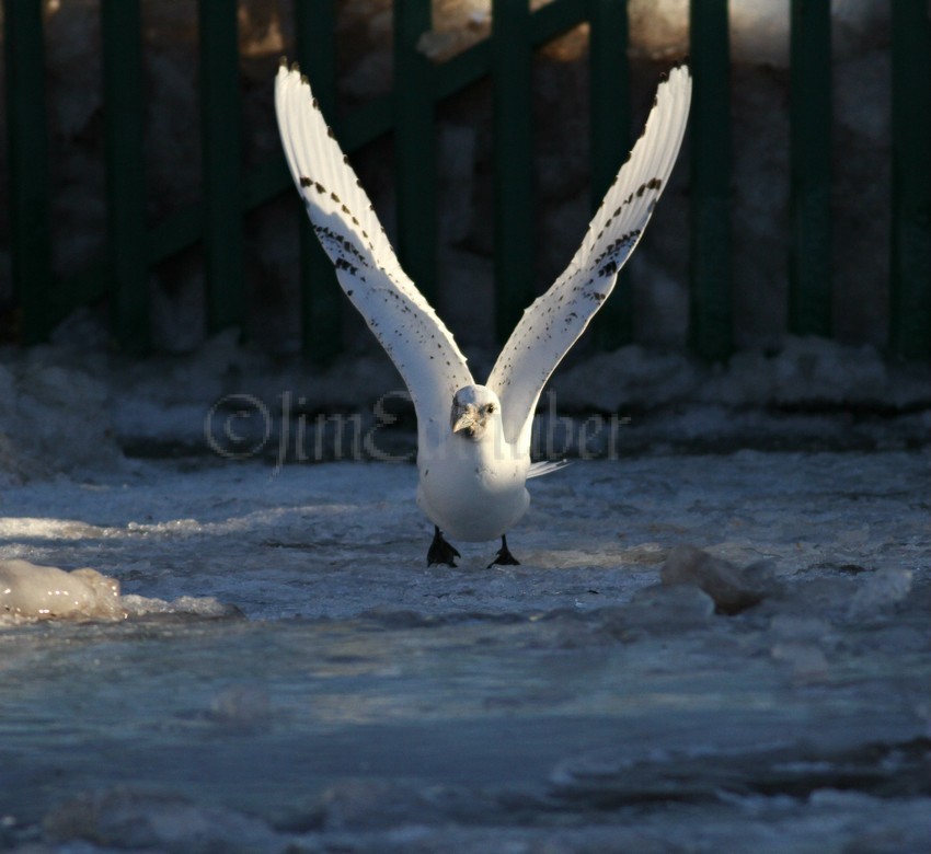 Ivory Gull