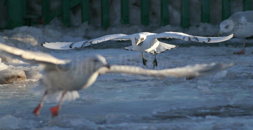 Ivory Gull