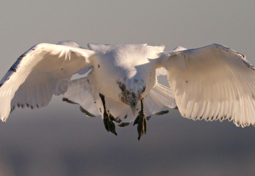 Ivory Gull