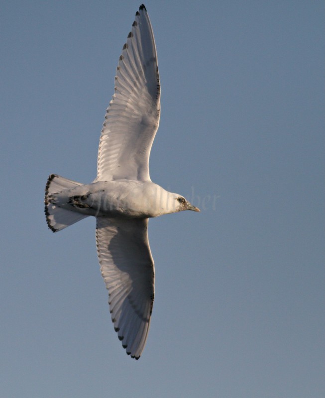 Ivory Gull