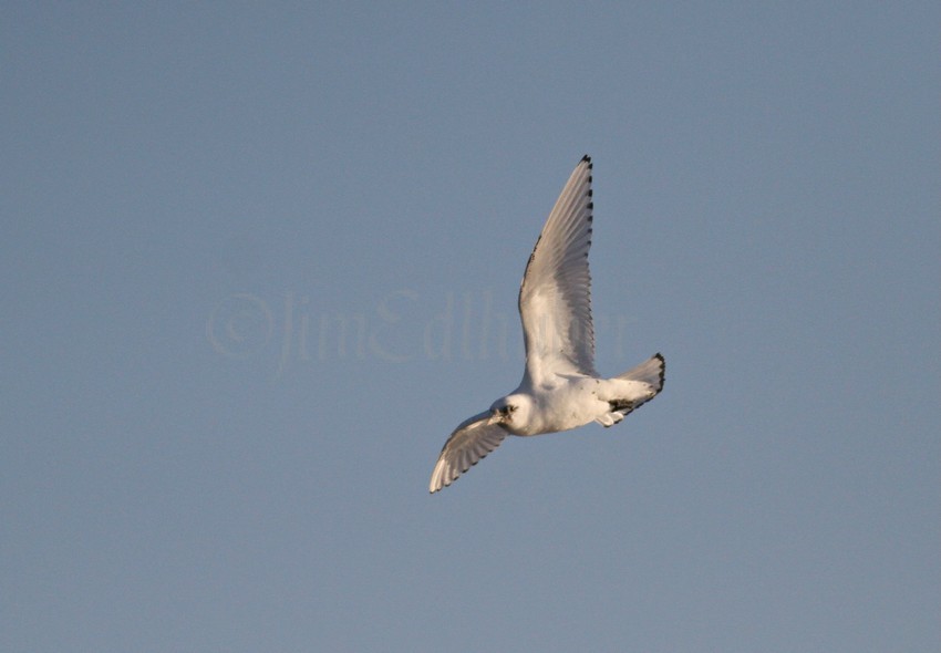 Ivory Gull